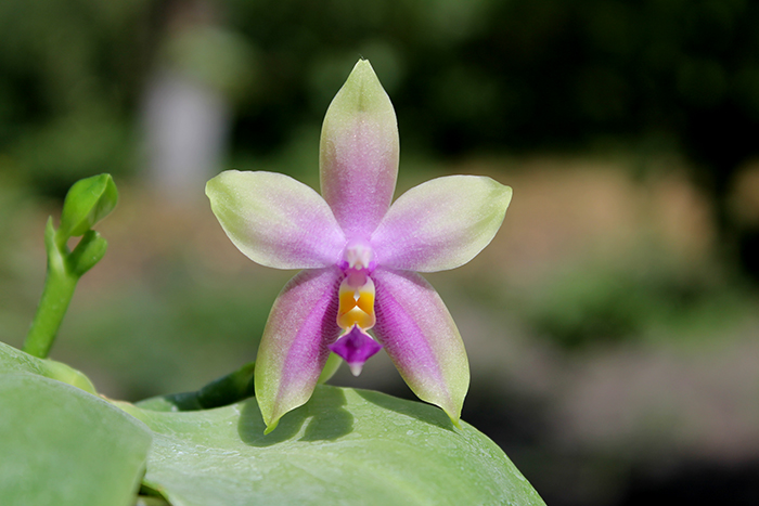 Phalaenopsis LDs Bear Queen x violacea blue 'Big'.jpg