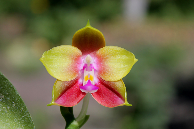 Phalaenopsis Ld's Bear King 'Yellow King' x Dragon Tree Eagle.jpg