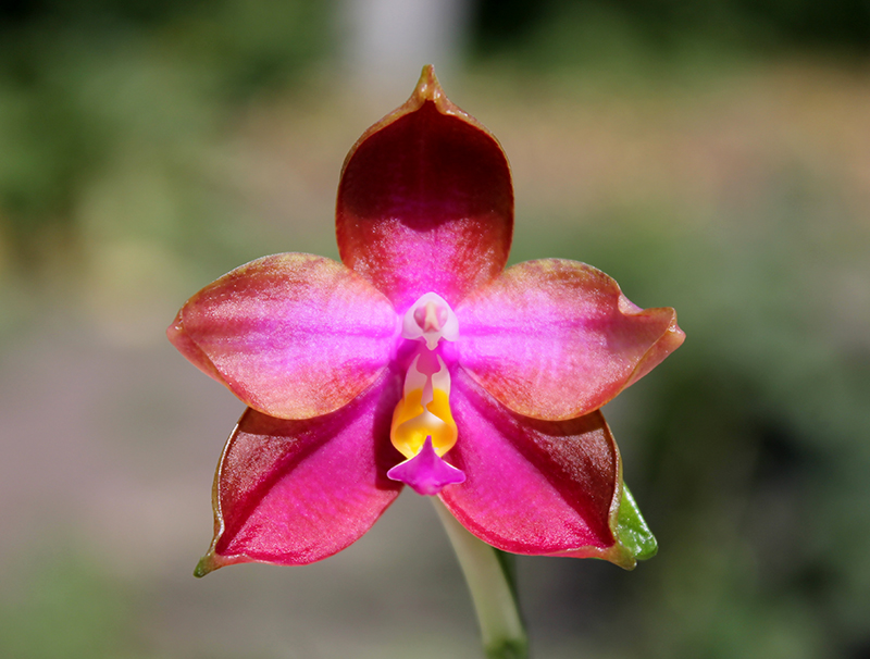 Phalaenopsis I-Hsin George - bellina x Dragon Tree Eagle.jpg