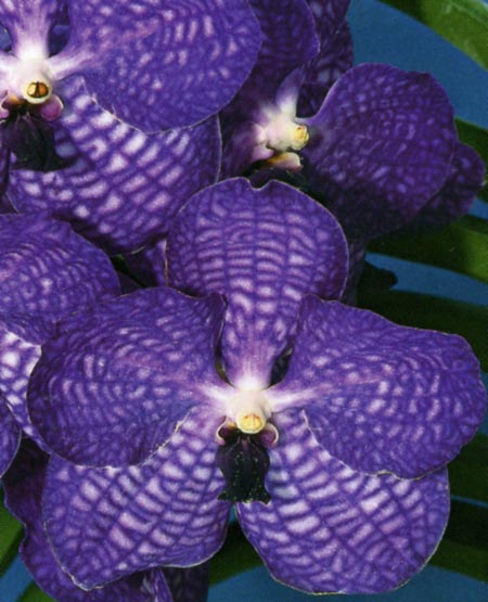 Vanda Roongpruk Blue.jpg