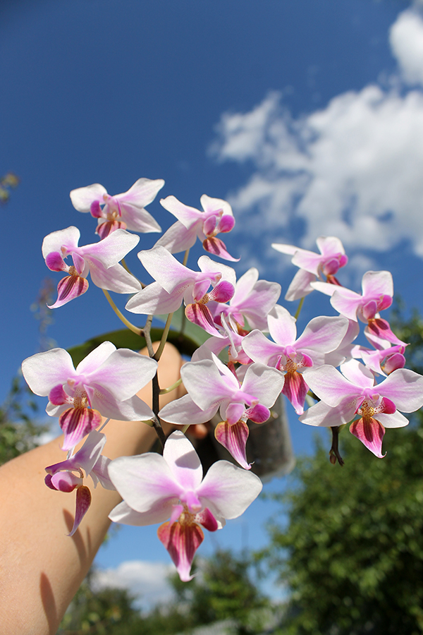 Phalaenopsis stuartiana x equestris.jpg