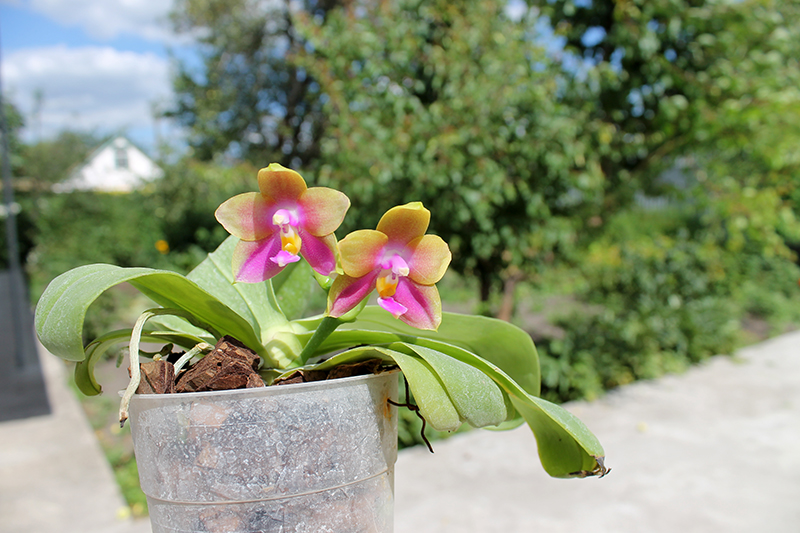 Phalaenopsis bellina '#20' x Joshua Irwin Ginsberg 'Su Weay'.jpg