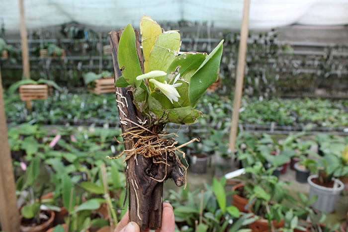 Dendrobium platycaulon.jpg