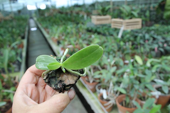 Phalaenopsis cornu cervi var thalebanii.jpg