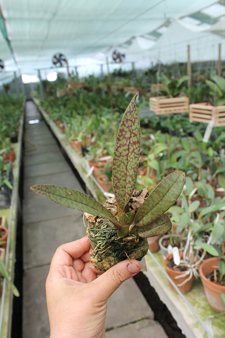 Psychopsis versteegianum.jpg