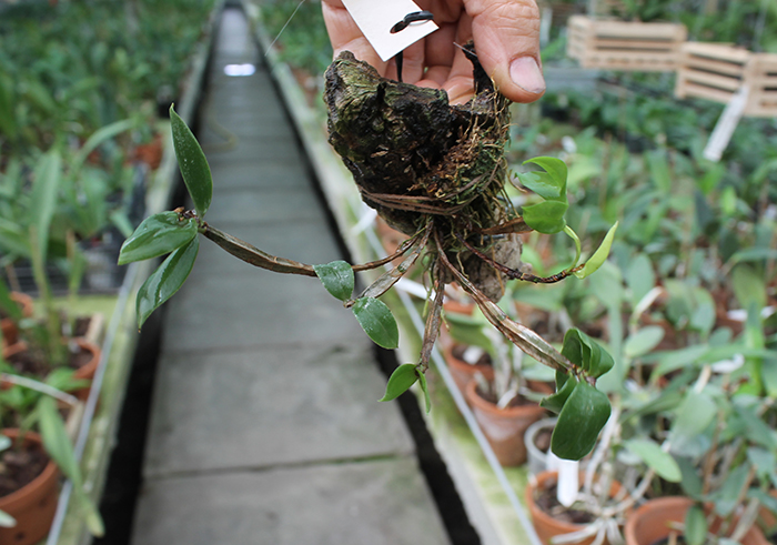 Dendrobium tetragonum gigantea.jpg