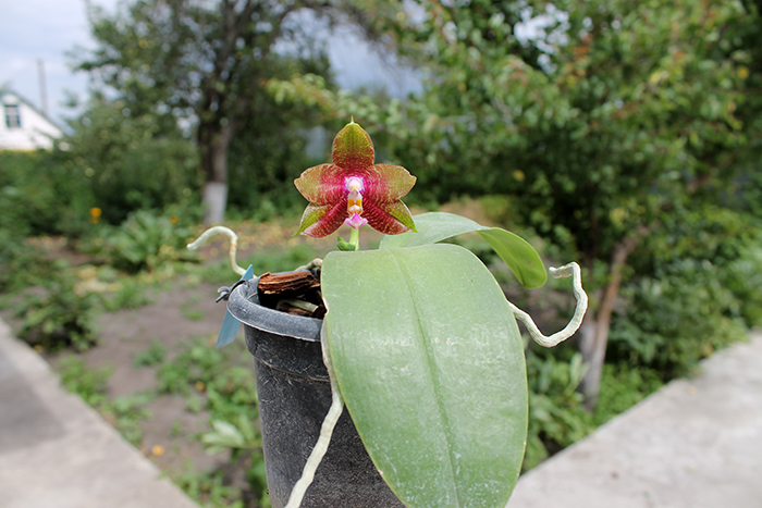 Phalaenopsis Dragon Tree Eagle 'DT' x tetraspis 'C#1'.jpg