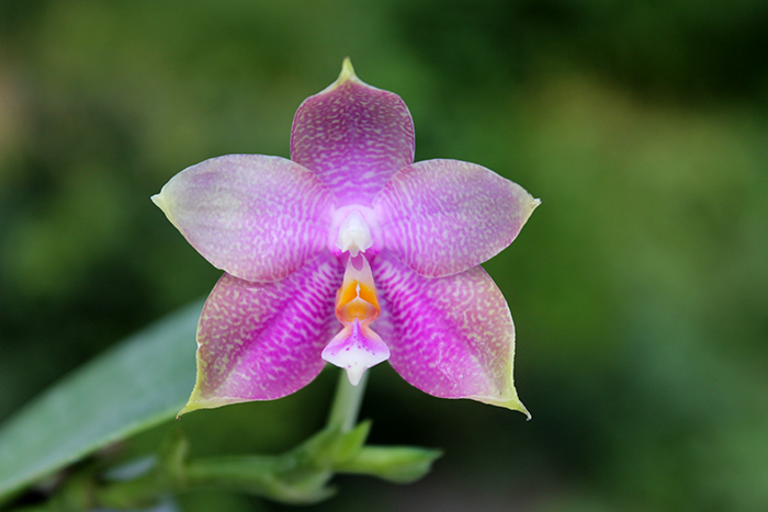 Phalaenopsis Zheng Min Muscadine x Tying Shin Fly Eagle.jpg