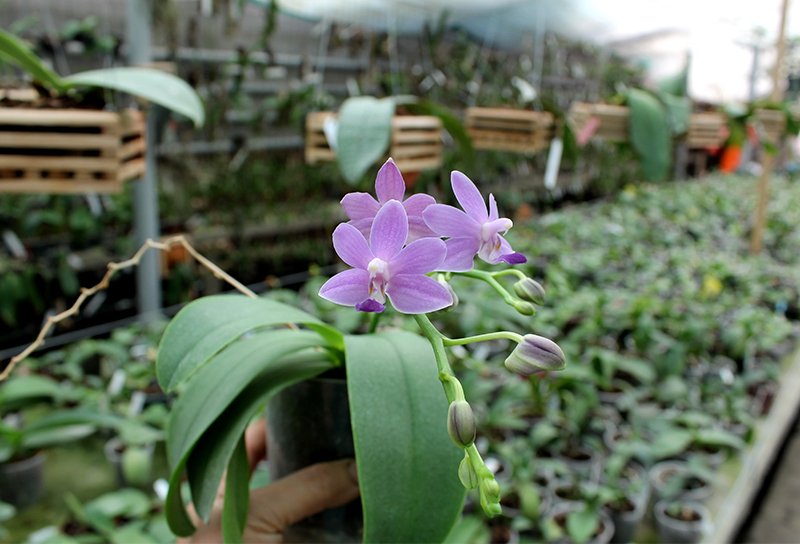 Doritaenopsis Purple Martin.jpg