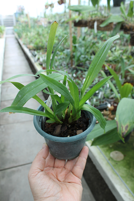 Oncidium Twinkle 'Red Fantasy'.jpg