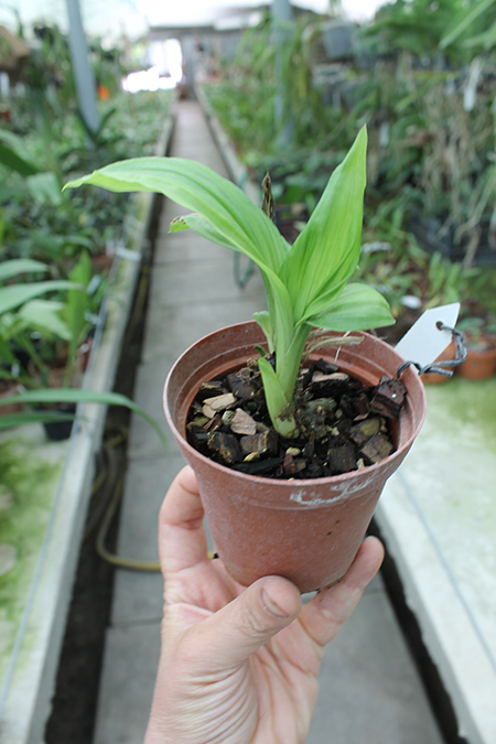 Calanthe ceciliae.jpg