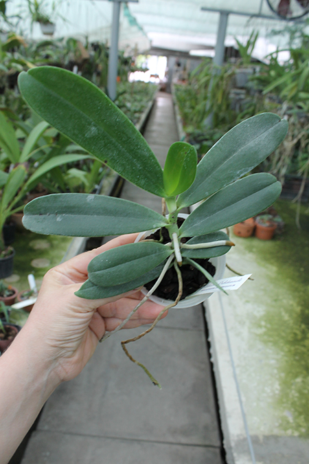 Aerangis stylosa x articulata.jpg