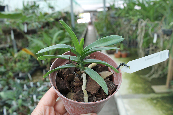 Christensonia vietnamica.jpg