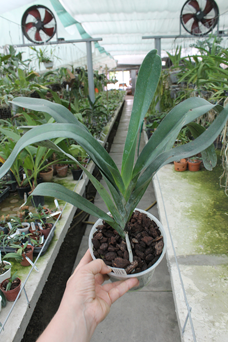 Angraecum sesquipedale.jpg