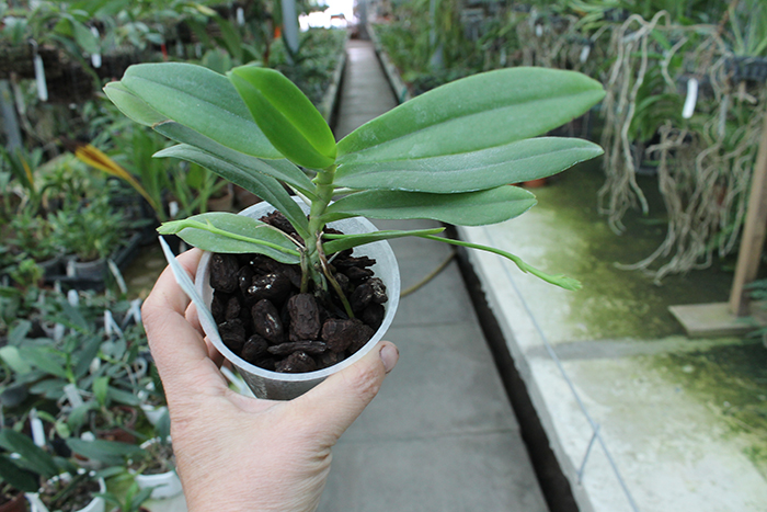 Thrixspermum leucarachne.jpg