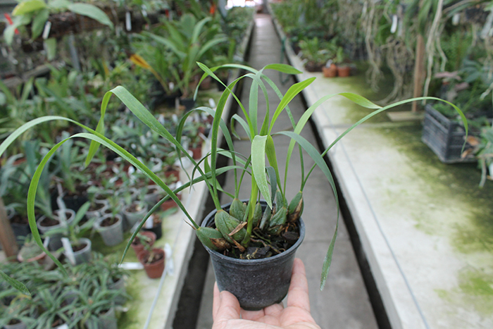 Maxillaria chrysantha.jpg