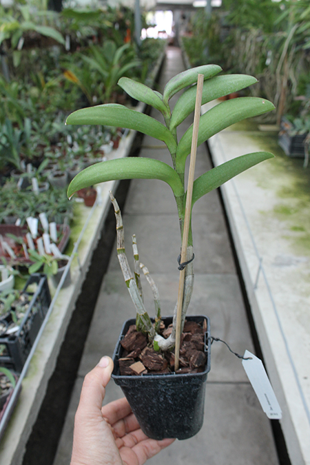 Dendrobium strebroceras.jpg
