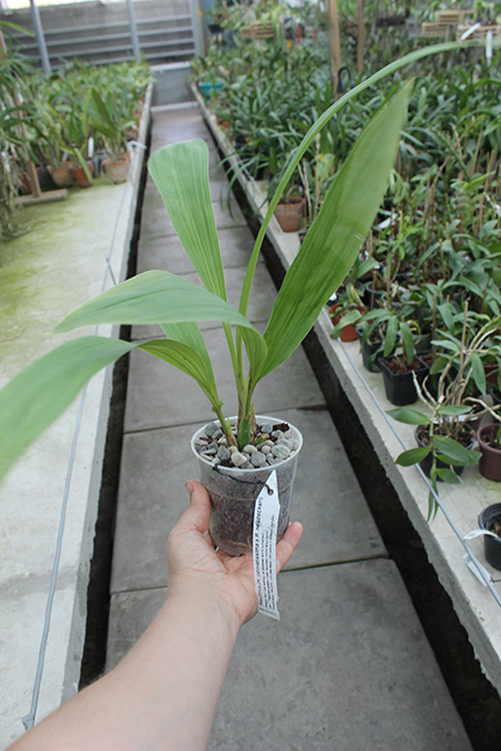 Houllinia (Houlletia odoratissima x Paphinia neudeckeri).jpg