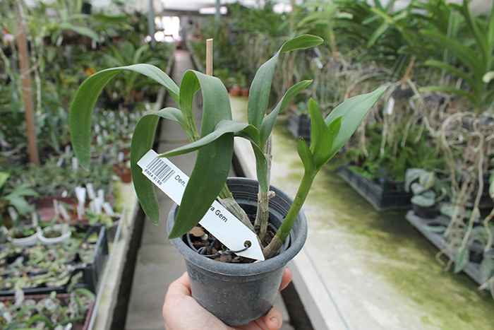 Dendrobium Chao Praya Gem.jpg