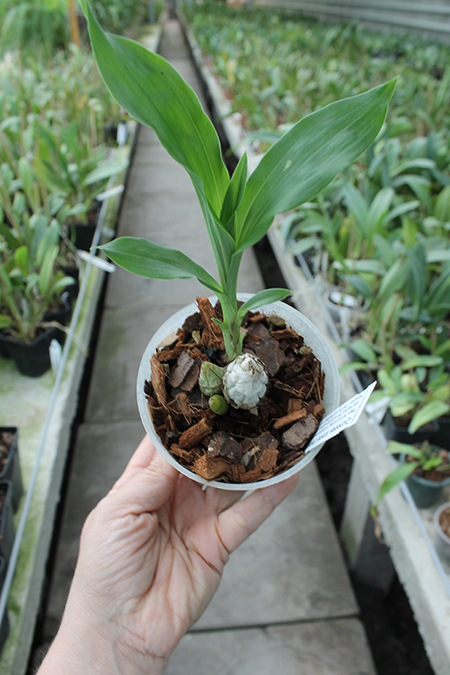 Cycnodes Jumbo Erebus J Kitty.jpg