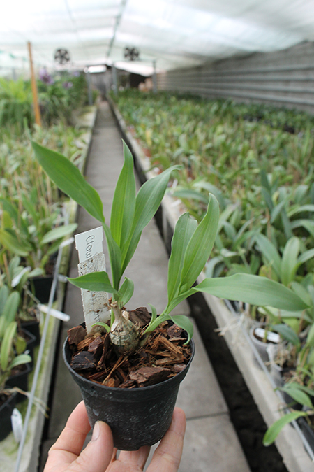Clowesia Jumbo Grace 'Jumbo Orchids'.jpg