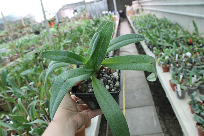 Paphiopedilum Dollgoldi (armeniacum x rothschildianum).jpg
