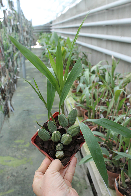 Coelogyne cristata.jpg