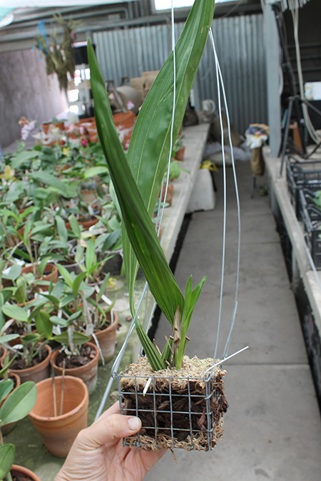 Coryanthes macrantha.jpg