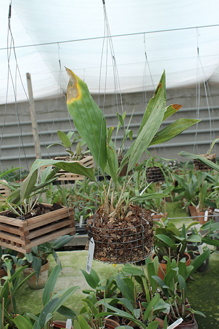 Stanhopea gibbosa.jpg