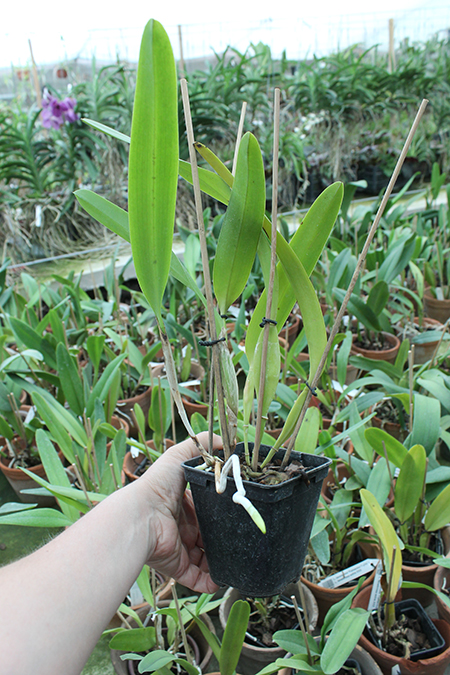 Laelia tenebrosa vinicolor x Laelia tenebrosa 'Richard'.jpg