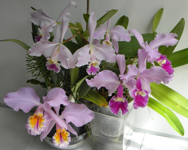 cattleyas mossiae, warscewiczii, gaskelliana