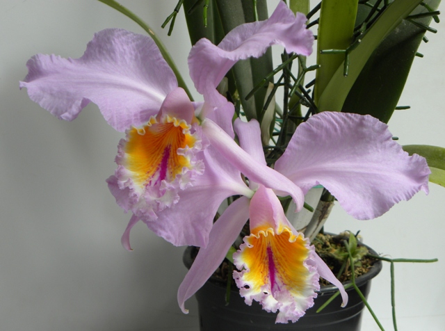 cattleya mossiae