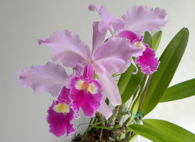 cattleya warscewiczii