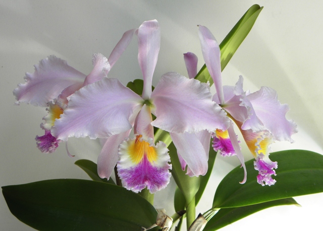 cattleya gaskelliana