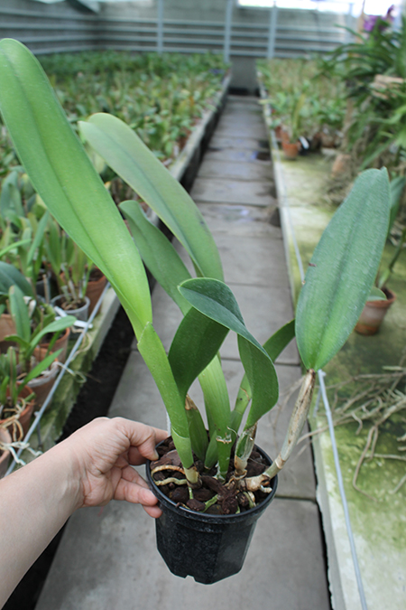 Brassolaeliocattleya Mahina Yahiro 'Ulii'.jpg