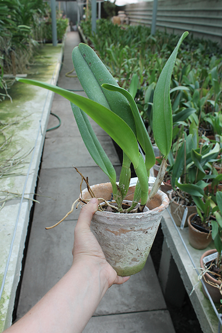 Brassolaeliocattleya George King 'Serendipity'.jpg