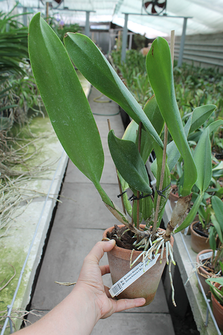 Brassolaeliocattleya Burdekin Wonder 'Lake Land'.jpg