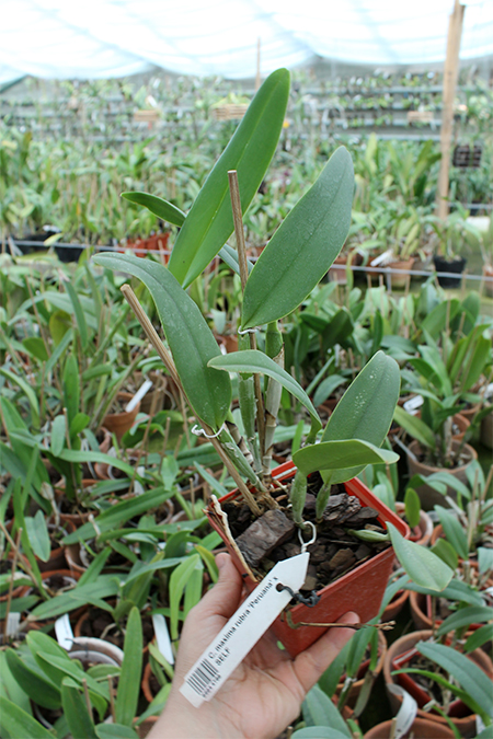 Cattleya maxima rubra 'Peruana' x SELF.jpg