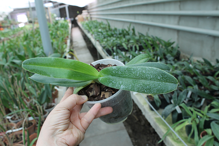 Paphiopedilum Michael Koopowitz x hangianum.jpg