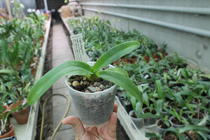 Paphiopedilum Angel Hair.jpg