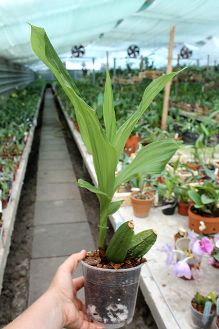 Lycaste Muromachi (Auburn 'Dichling' x Mem Kageyuki Mito 'Kaiho').jpg
