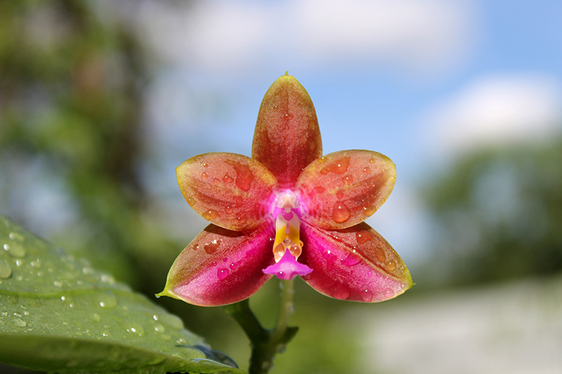 Phalaenopsis Mituo Coral Mambonosa x LD's bear Queen.jpg