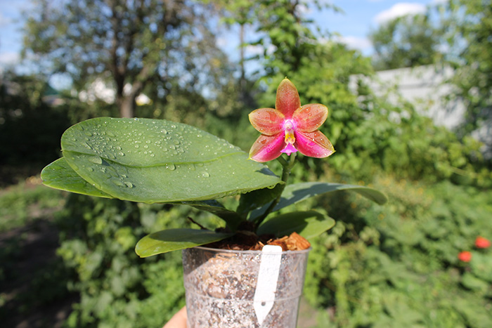 Phalaenopsis Mituo Coral Mambonosa x LD's bear Queen.jpg