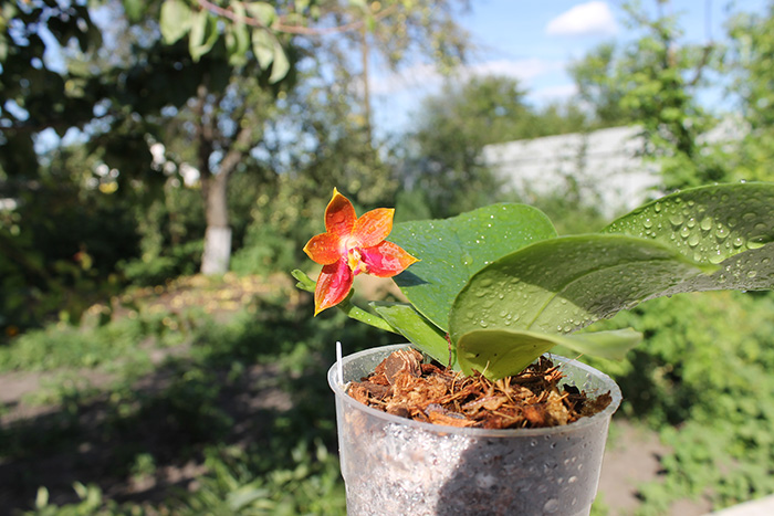 Phalaenopsis Mituo Coral Mambonosa x LD's bear Queen.jpg