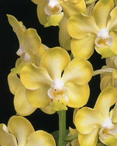 Vanda Motes Buttercup.jpg