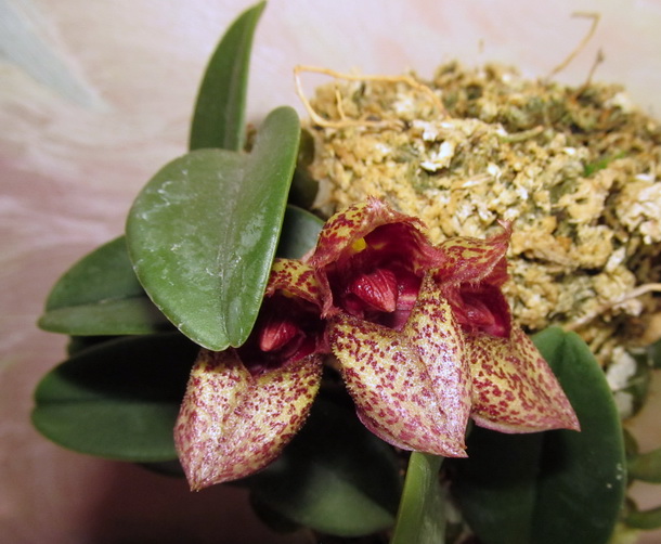 Bulbophyllum frostii