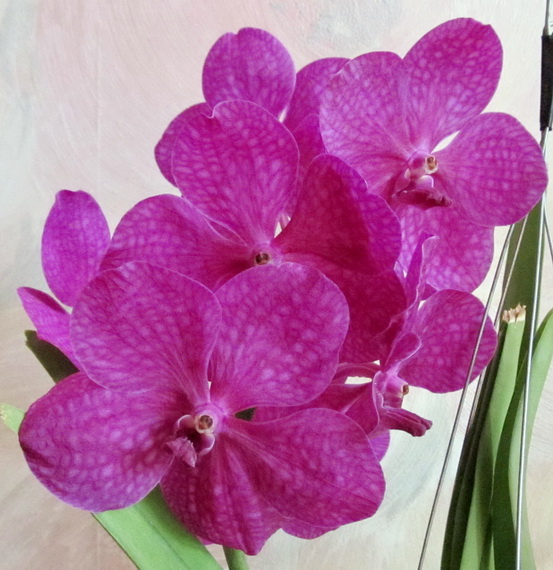 Ascocenda Princess Mikasa Pink