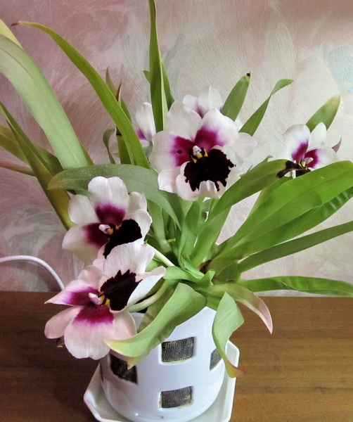 Miltoniopsis hibrid