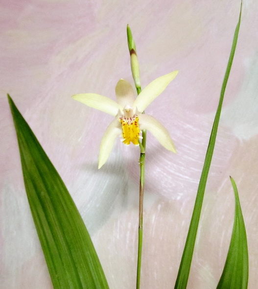 Bletilla ochracea var.purple form