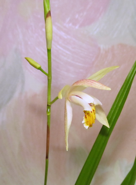 Bletilla ochracea var.purple form